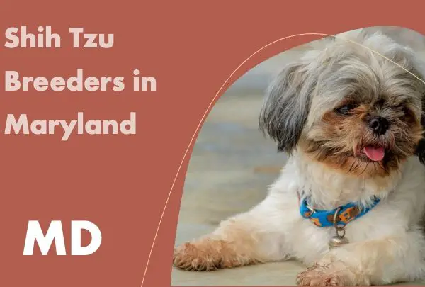 Shih Tzu Breeders in Maryland MD