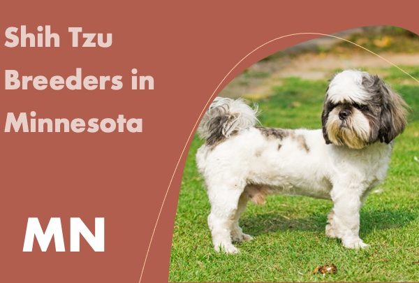 Shih Tzu Breeders in Minnesota MN