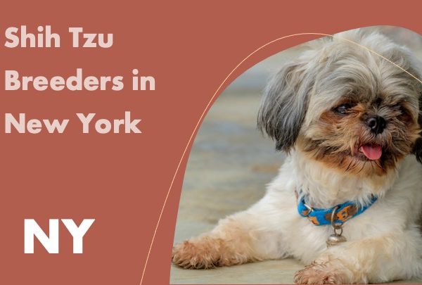 Shih Tzu Breeders in New York NY