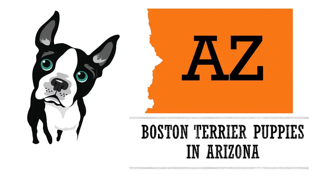boston terrier puppies in arizona az