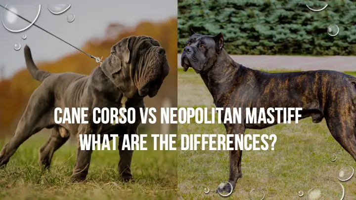 cane corso vs neopolitan mastiff