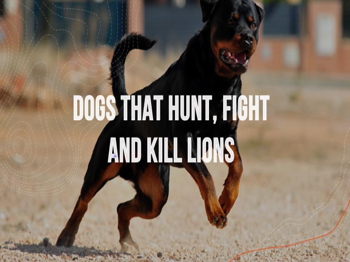 dogs that fight kill hunt lions