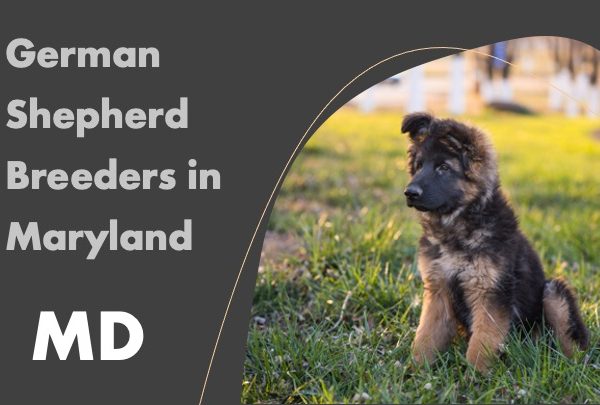 German shepherd breeders in Maryland md