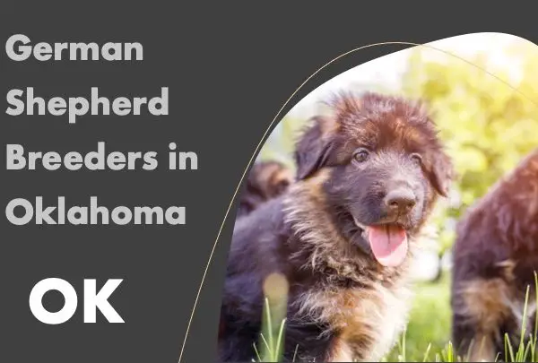 German shepherd breeders in Oklahoma ok