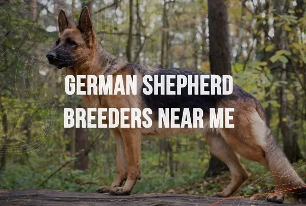 german shepherd breeders near me