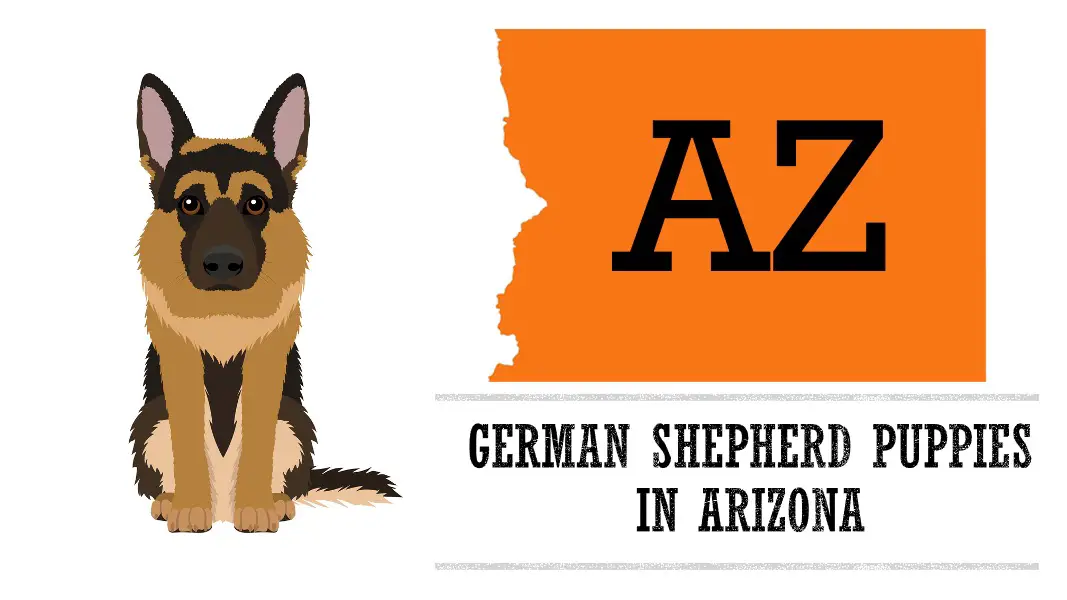 german shepherd puppies in arizona az