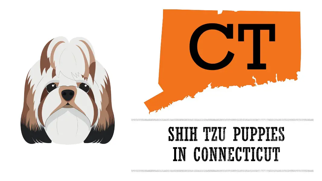 shih tzu puppies in connecticut ct