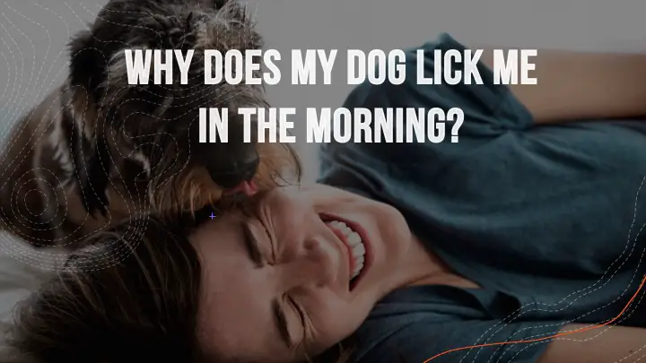 why does my dog lick me in the morning