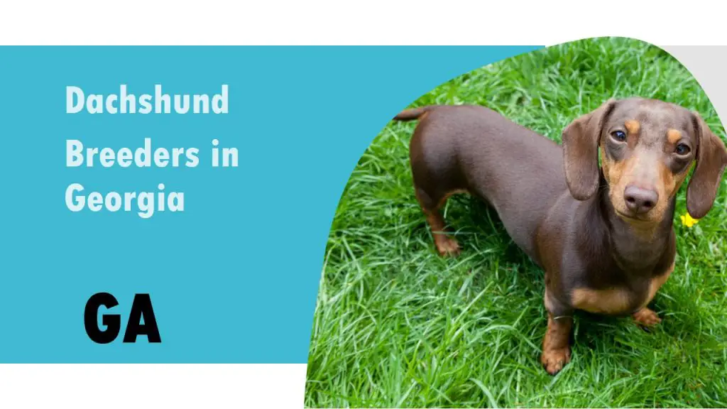 10 Dachshund Breeders in Georgia GA – Puppies for Sale