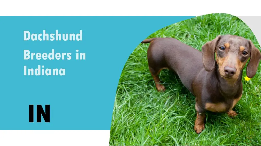 6 Dachshund Breeders in Indiana IN – Puppies for Sale