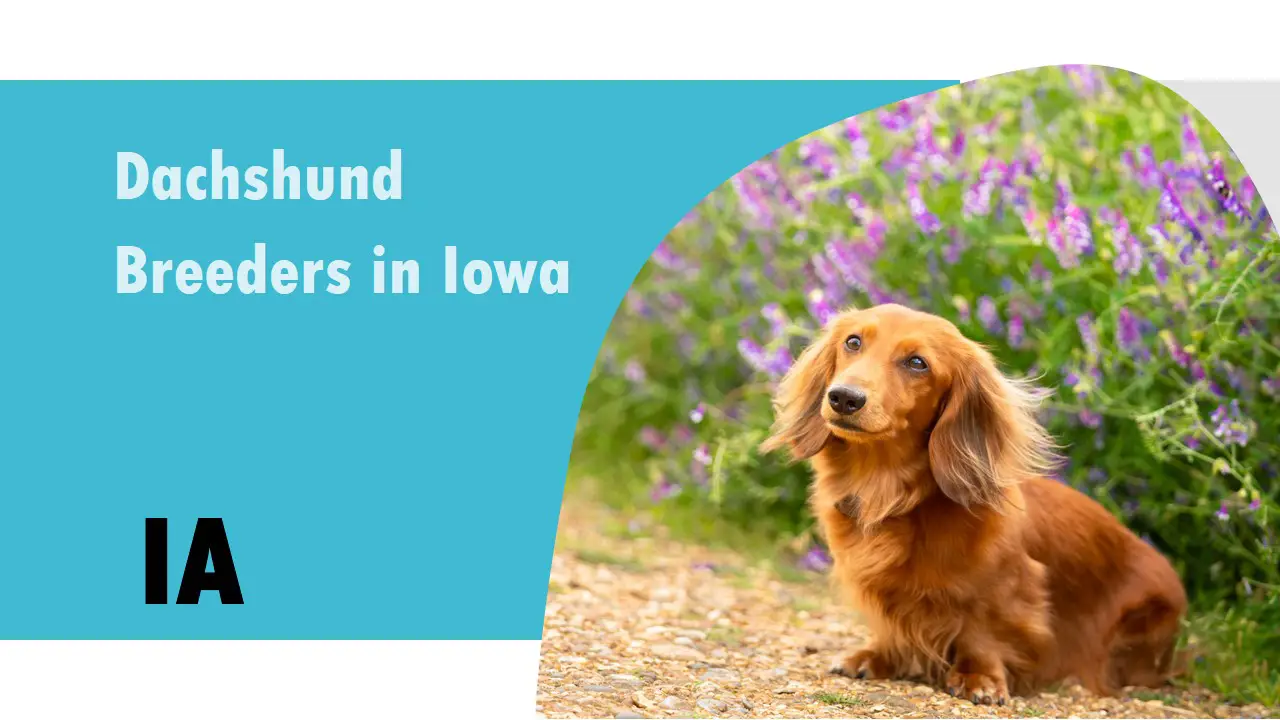 5 Dachshund Breeders in Iowa IA ReadPlease