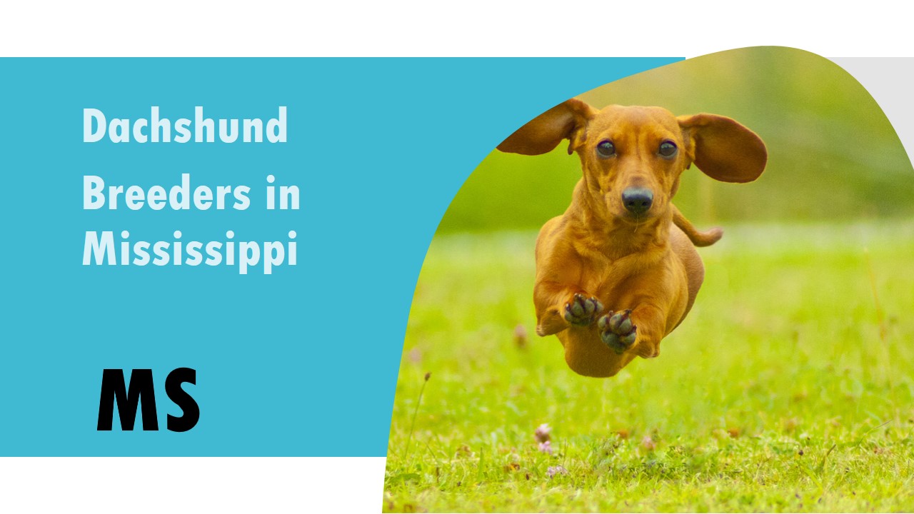 7 Dachshund Breeders In Mississippi MS ReadPlease