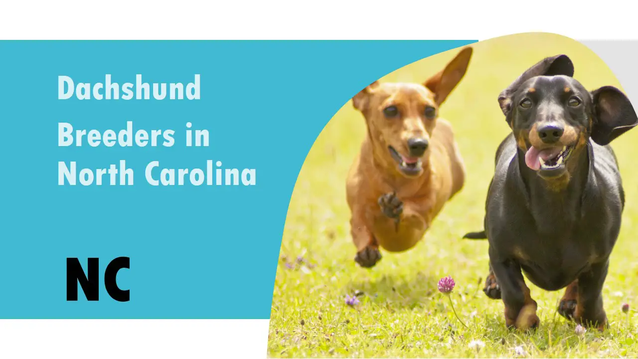 Dachshund Breeders in North Carolina NC
