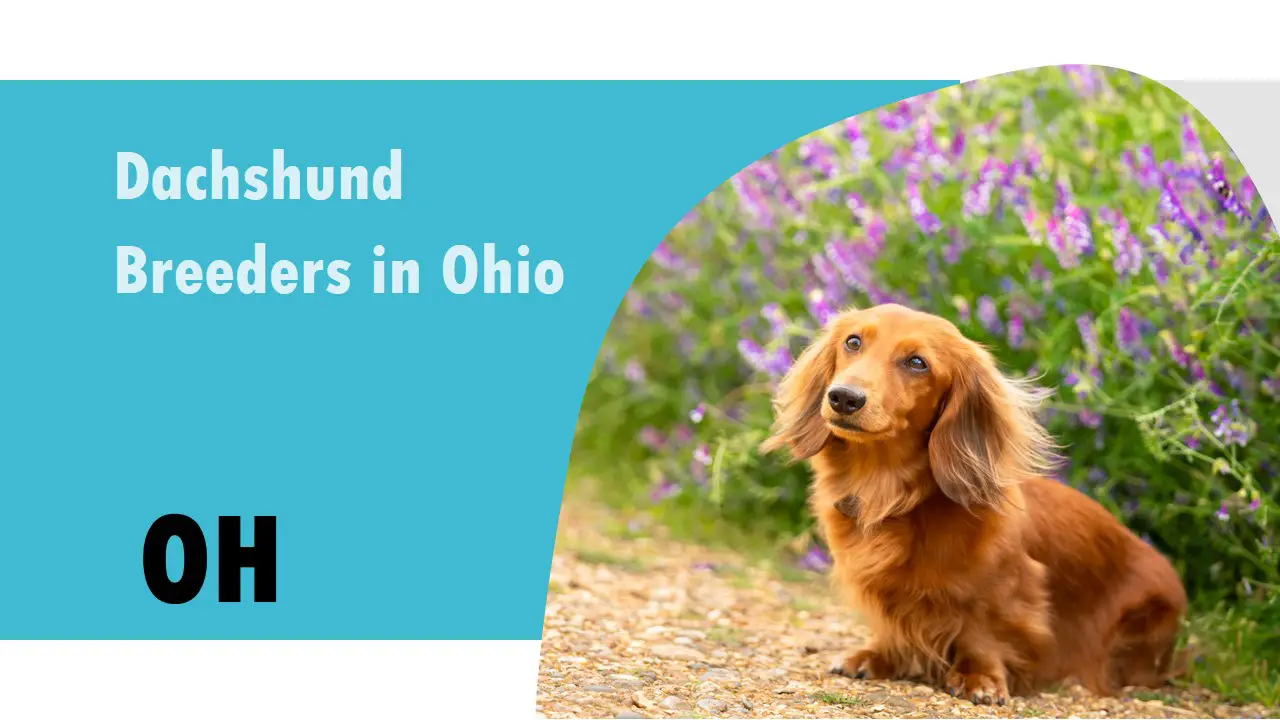 Dachshund Breeders in Ohio OH