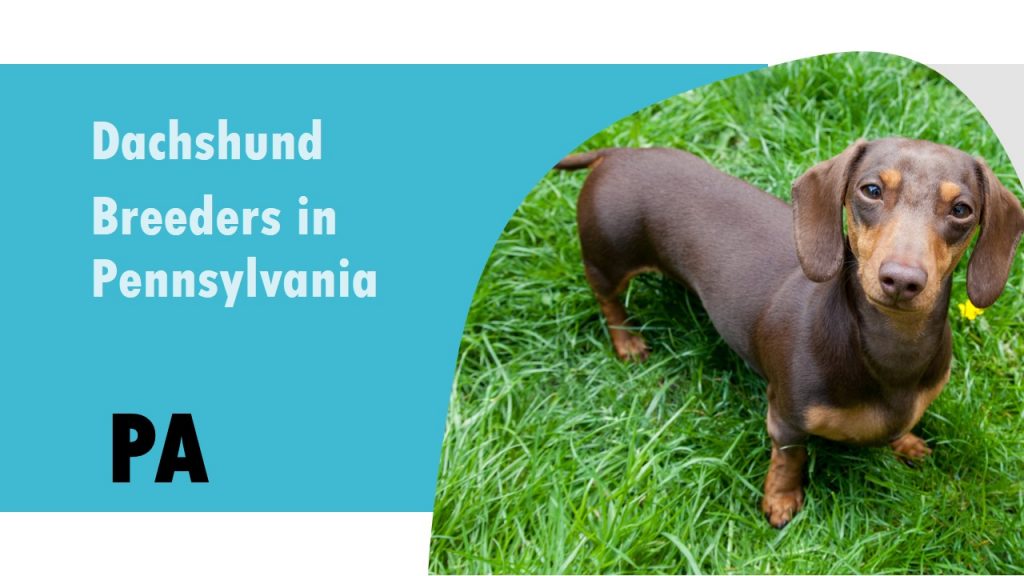 7 Dachshund Breeders in Pennsylvania PA – Puppies for Sale