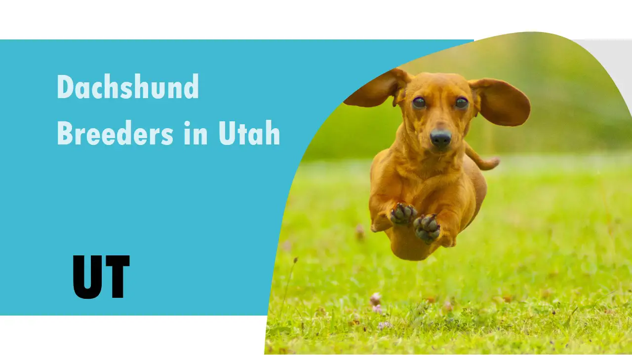Dachshund Breeders in Utah UT