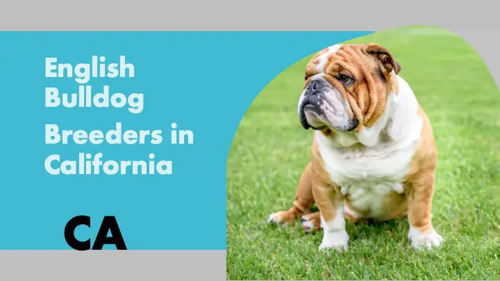 English Bulldog Breeder in California CA