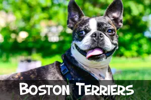 boston terriers