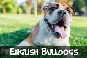 english bulldogs
