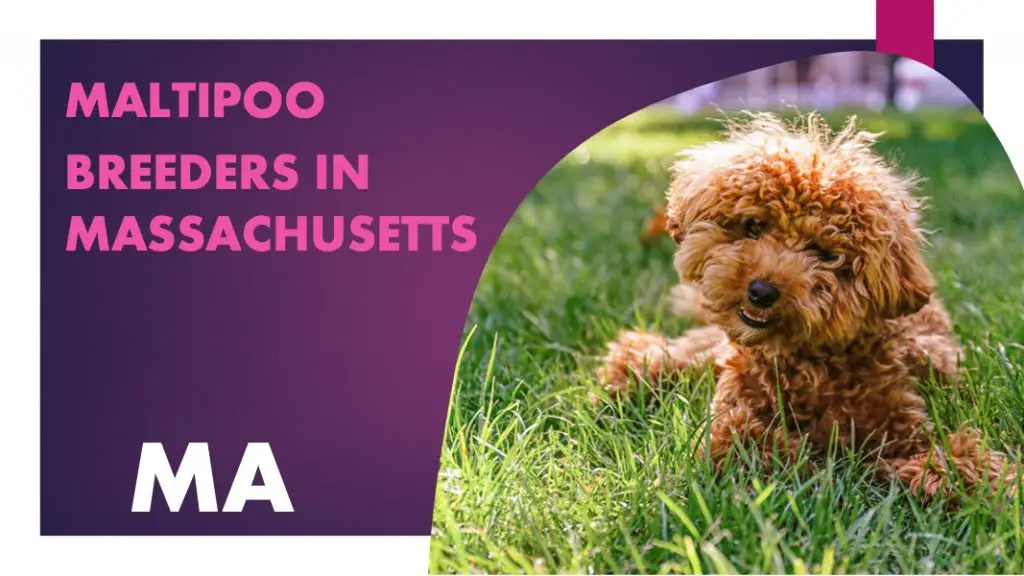 4 Maltipoo Breeders In Massachusetts MA Puppies for Sale