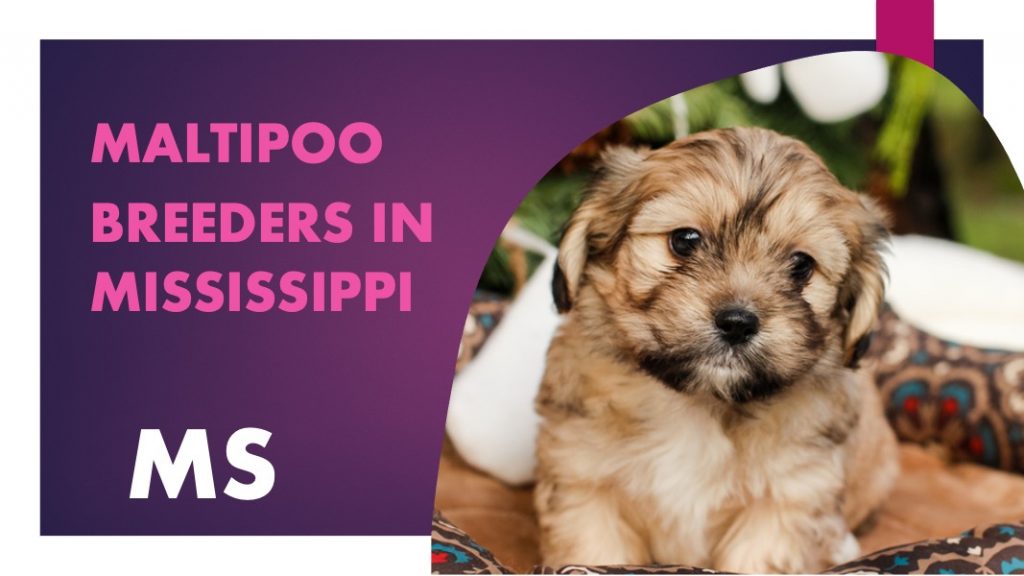 4 Maltipoo Breeders In Mississippi MS Puppies for Sale
