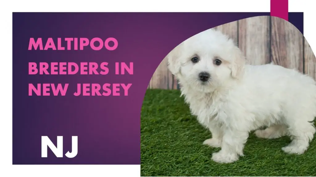 4 Maltipoo Breeders In New Jersey NJ Puppies for Sale
