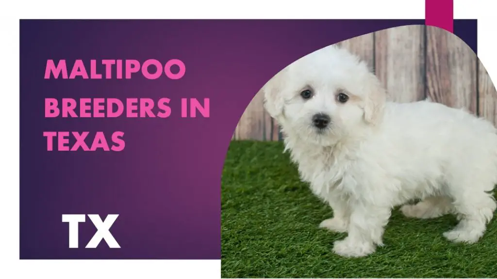 8 Maltipoo Breeders In Texas TX Puppies for Sale