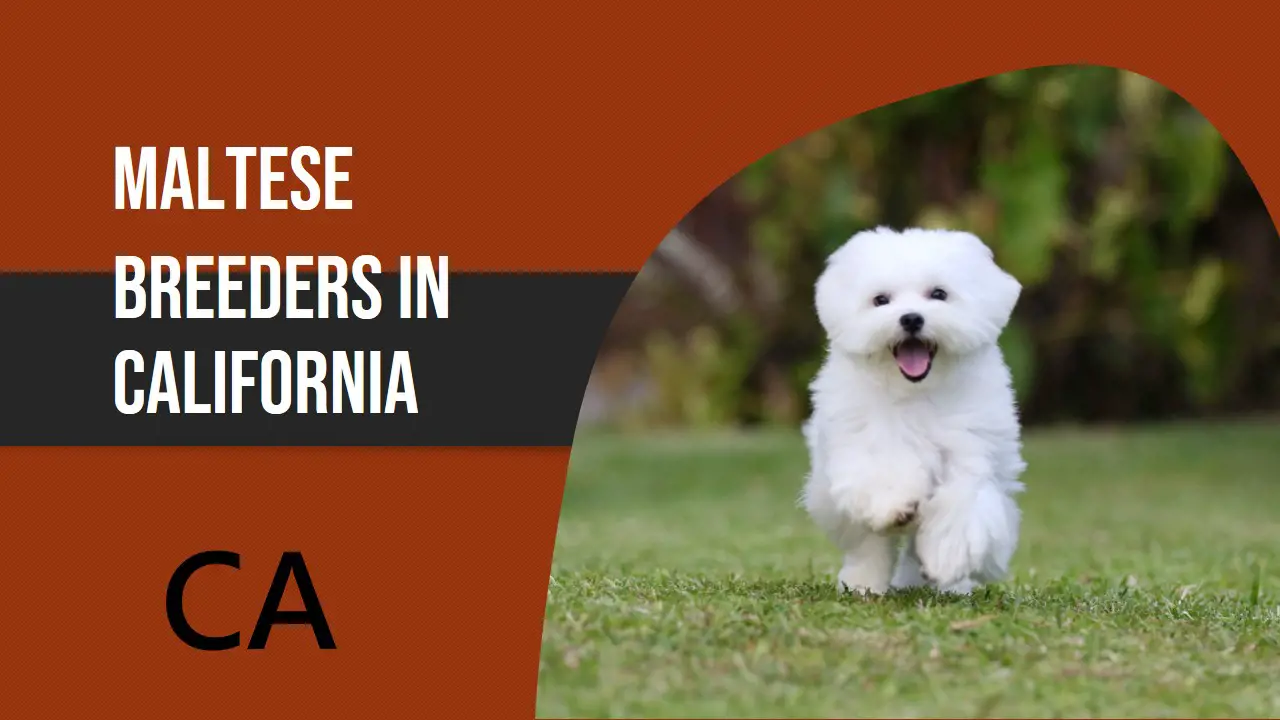 maltese breeders in california ca