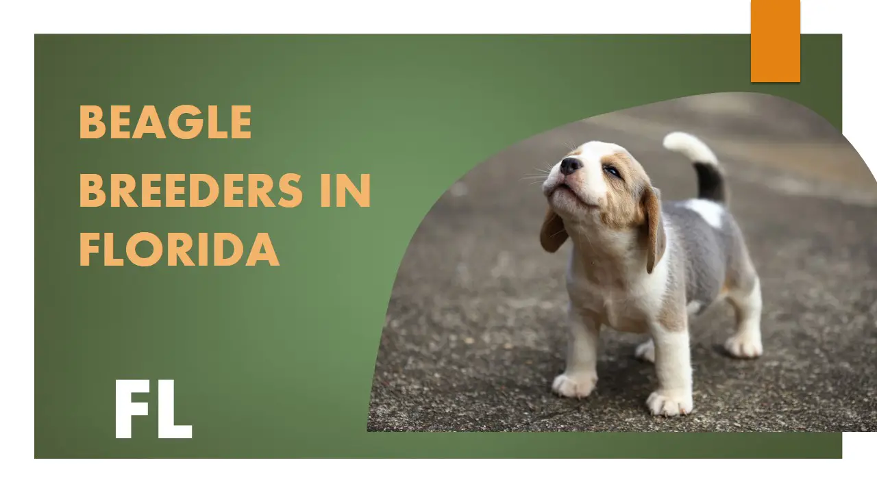 Beagle Breeders In Florida FL