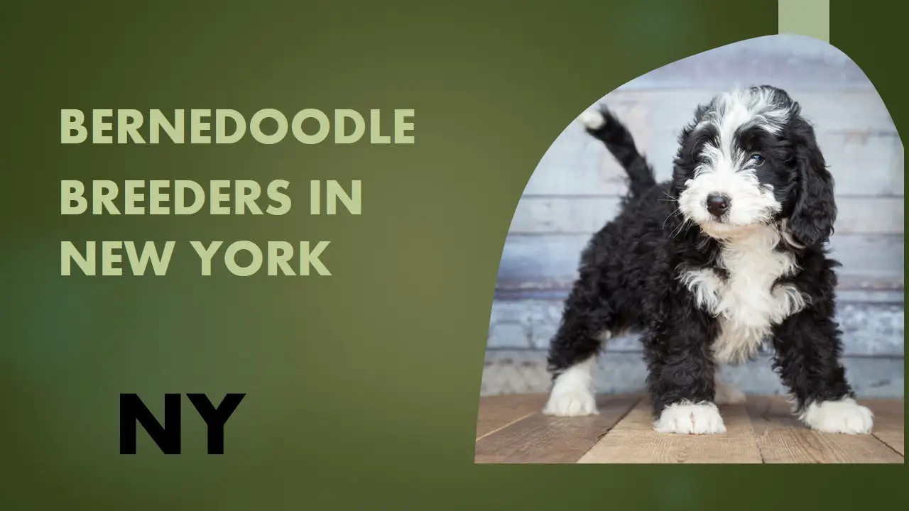 Bernedoodle Breeders in New York NY