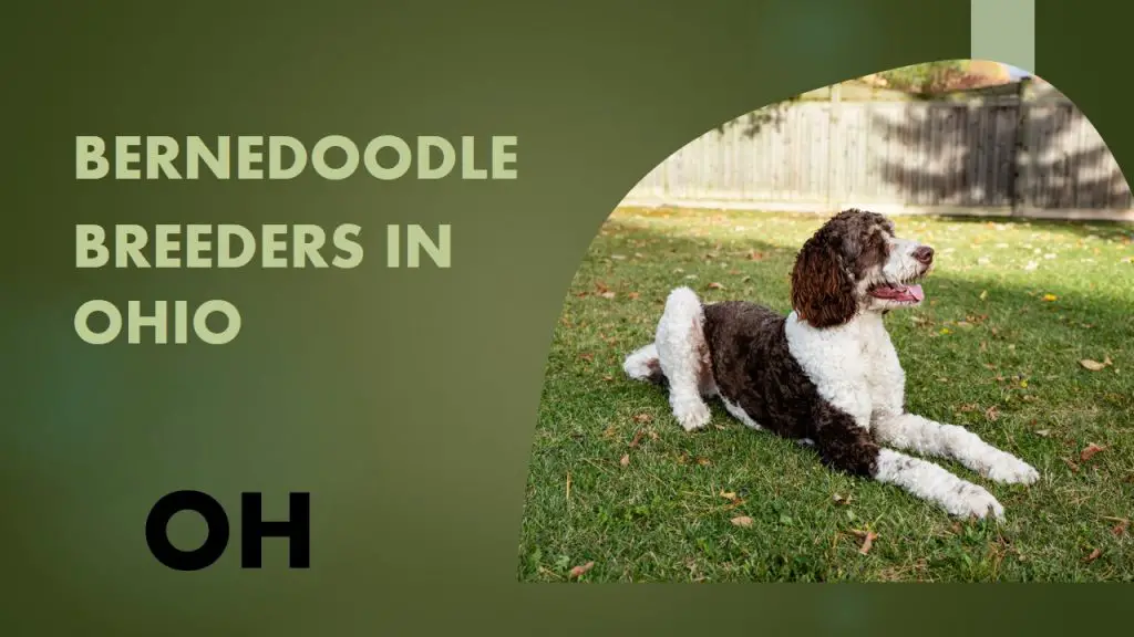 7 Bernedoodle Breeders In Ohio OH Puppies for Sale