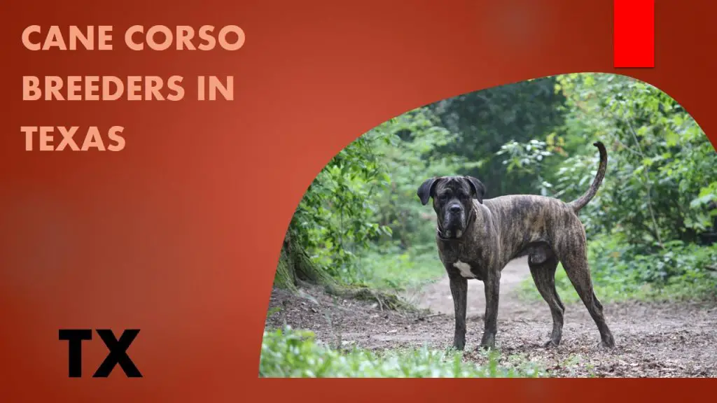10 Cane Corso Breeders In Texas TX Puppies for Sale