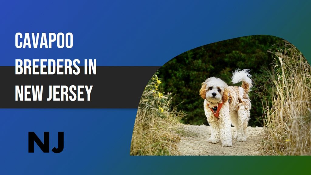 5 Cavapoo Breeders In New Jersey NJ – Puppies for Sale