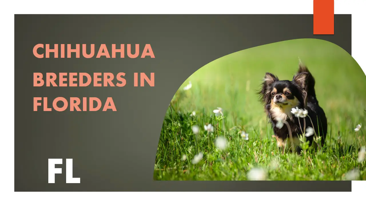 Chihuahua Breeders in Florida FL