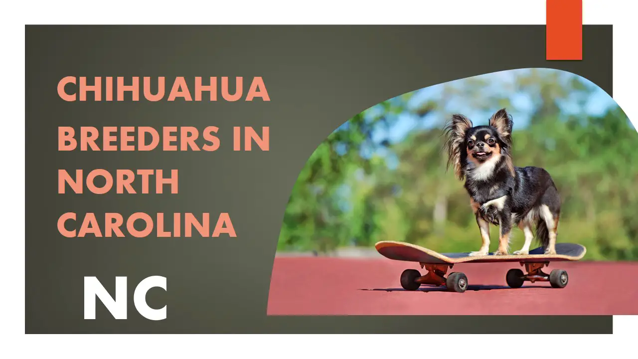 Chihuahua Breeders in North Carolina NC