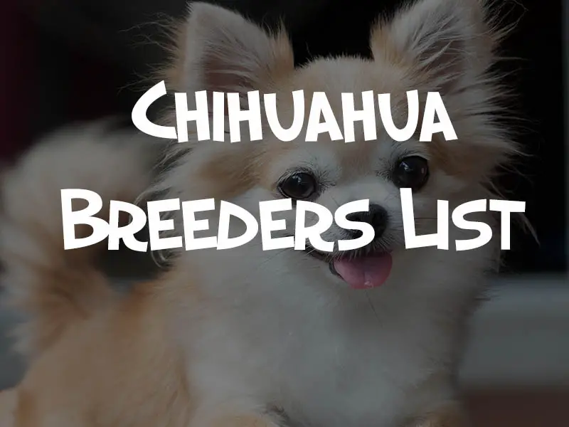 Chihuahua breeders list