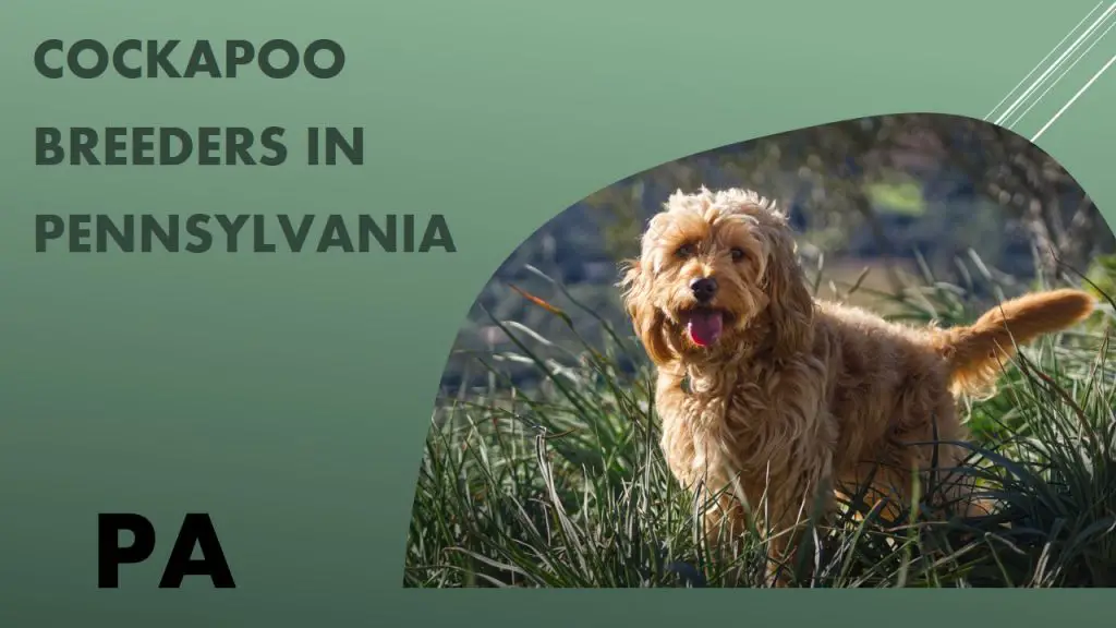 Cockapoo Breeders In Pennsylvania Pa Puppies For Sale