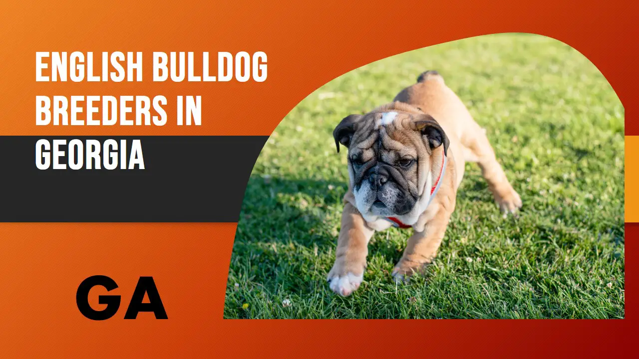English Bulldog Breeders In Georgia GA