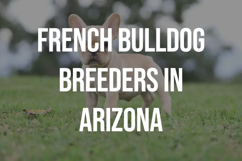 French Bulldog Breeders In Arizona AZ