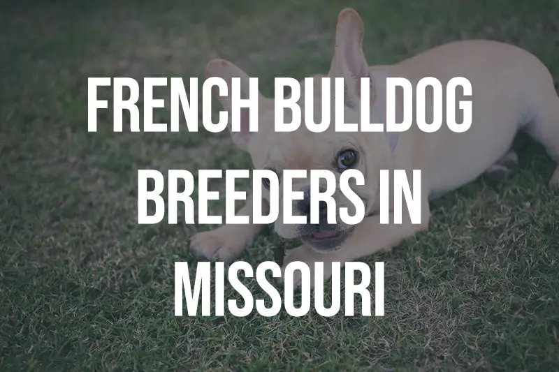 French Bulldog Breeders In Missouri MO
