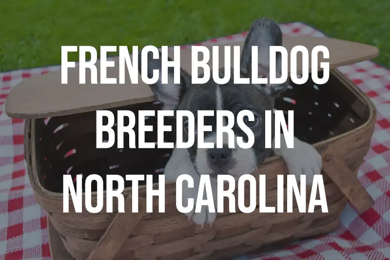 French Bulldog Breeders In North Carolina NC