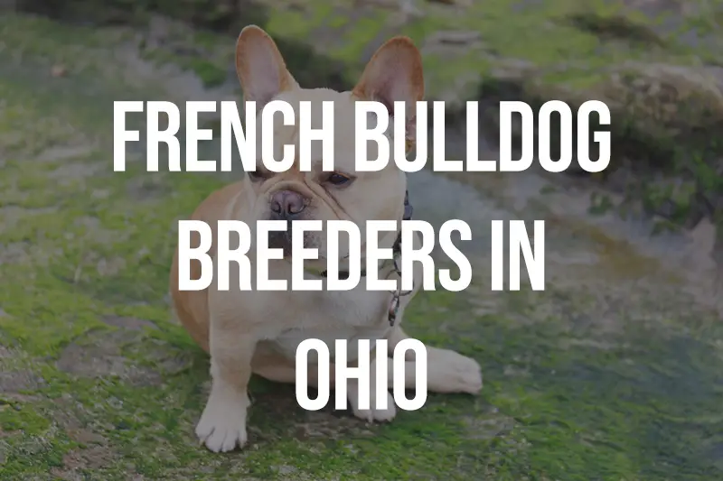 French Bulldog Breeders In Ohio OH