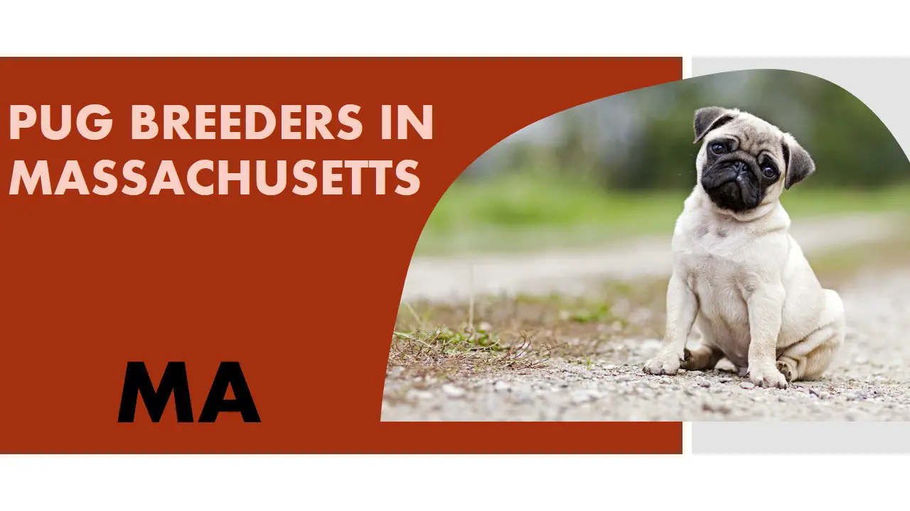 Pug Breeders in Massachusetts MA