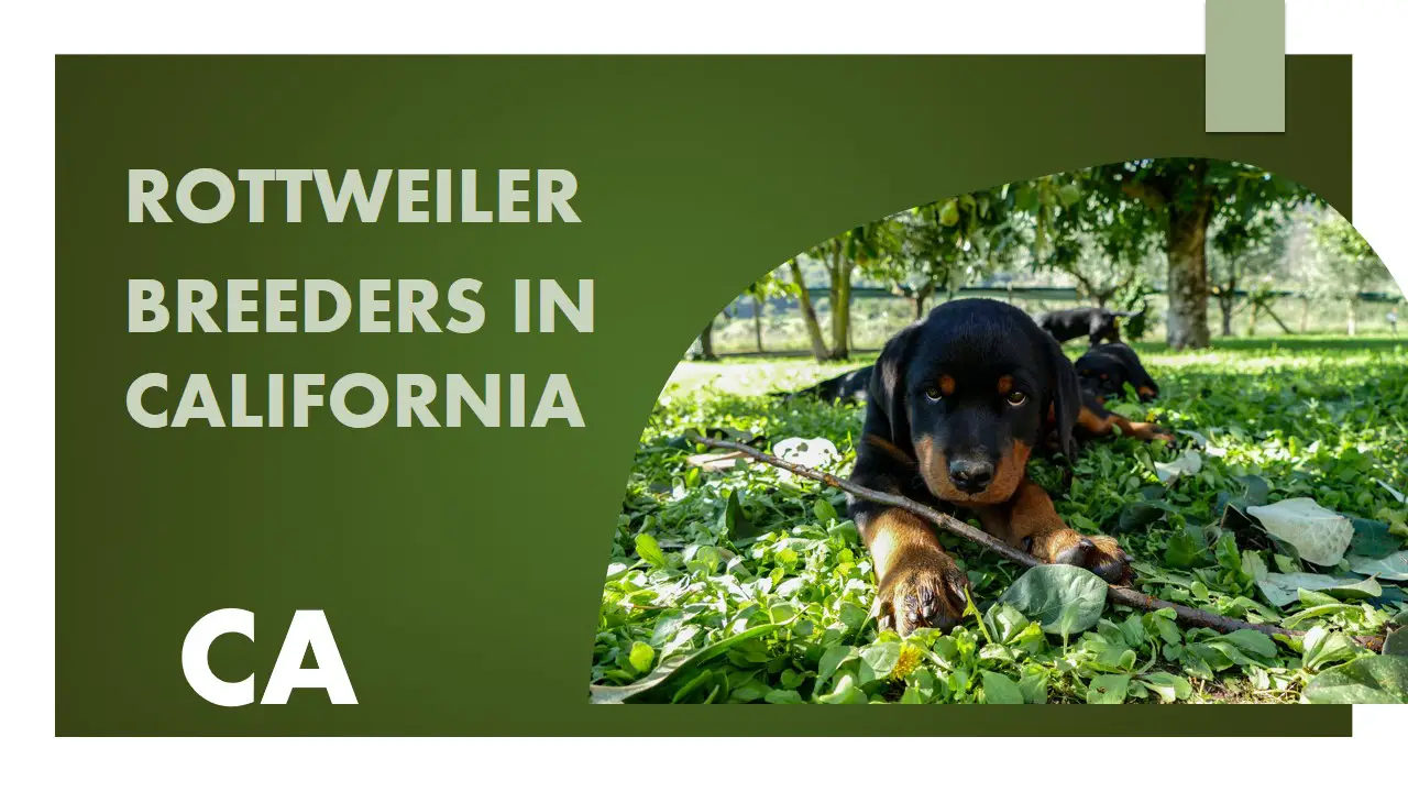 Rottweiler Breeders in California CA