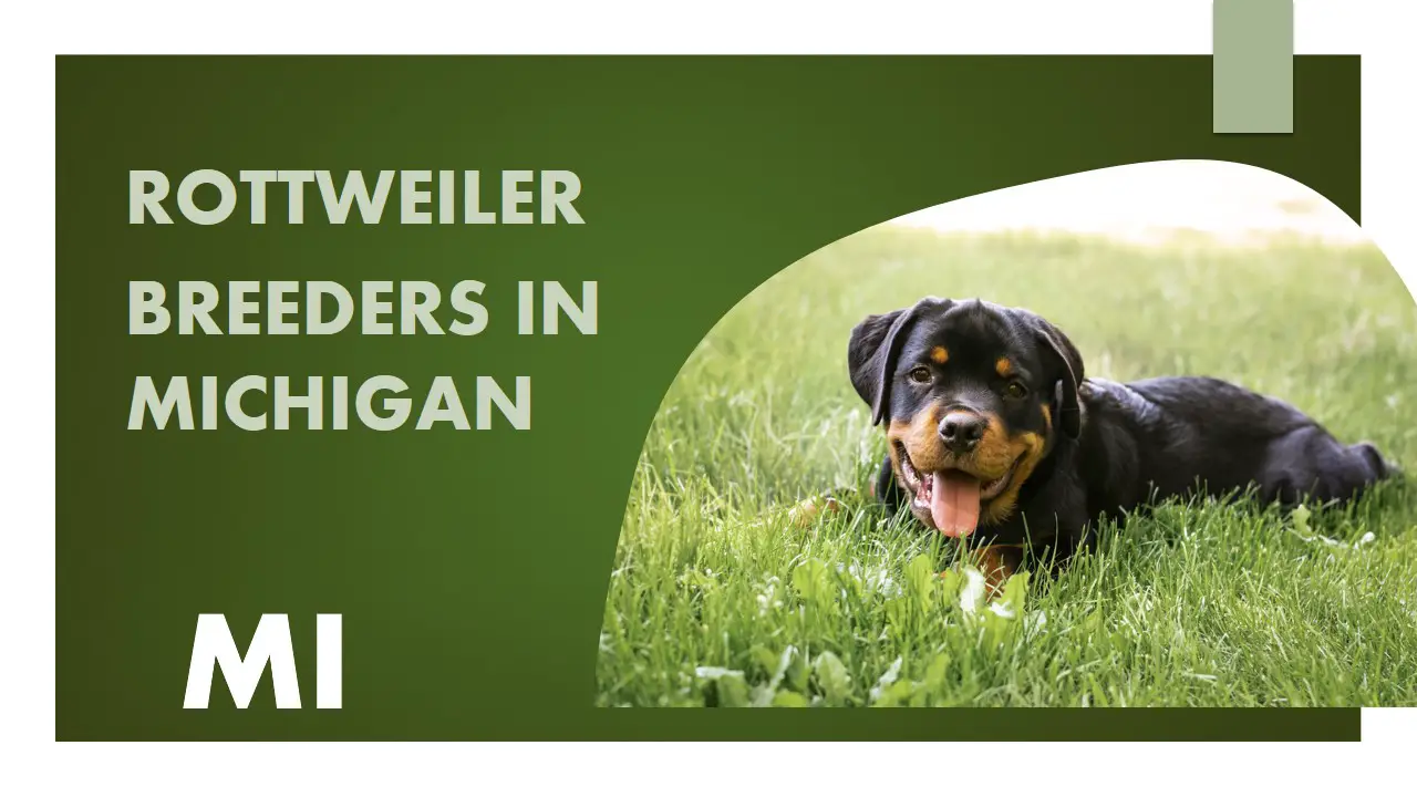 Rottweiler Breeders in Michigan MI