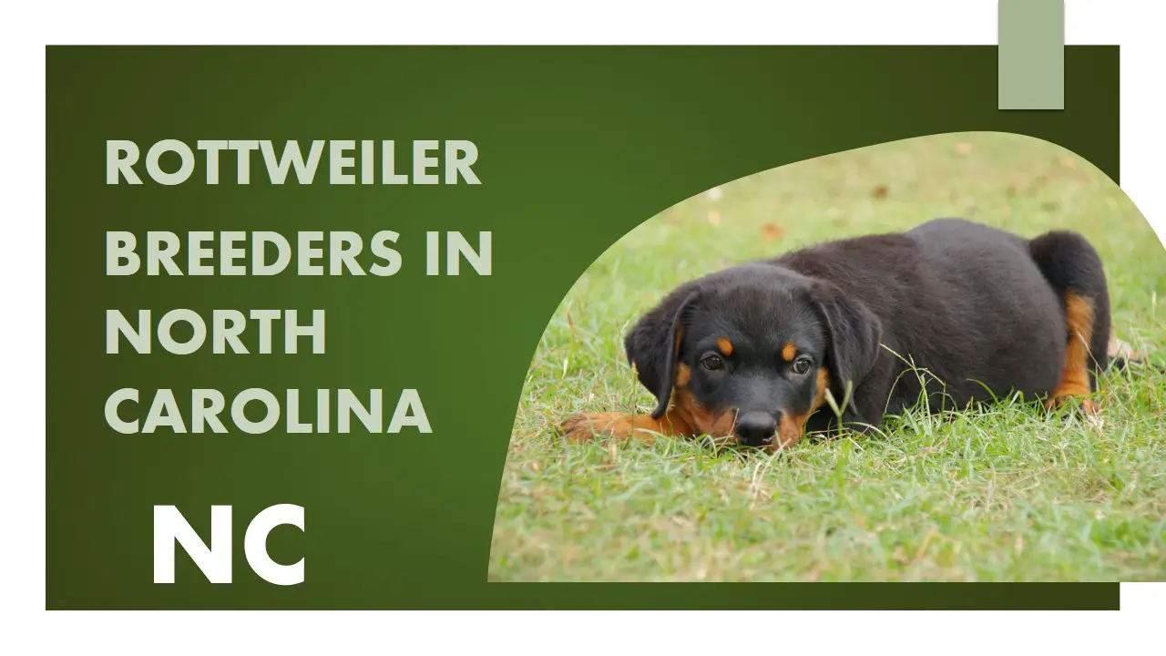 Rottweiler Breeders in North Carolina NC