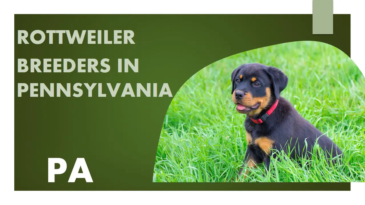 Rottweiler Breeders in Pennsylvania PA