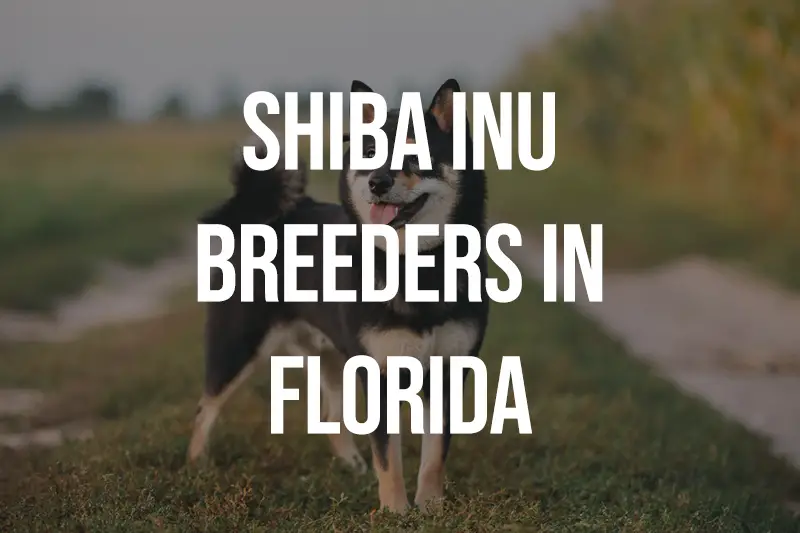 Shiba Inu Breeders In Florida FL