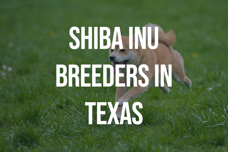 Shiba Inu Breeders In Texas TX