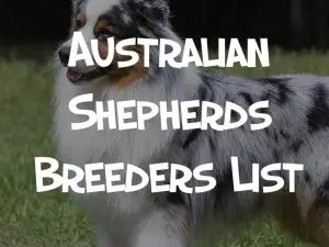 australian shepherds breeders list